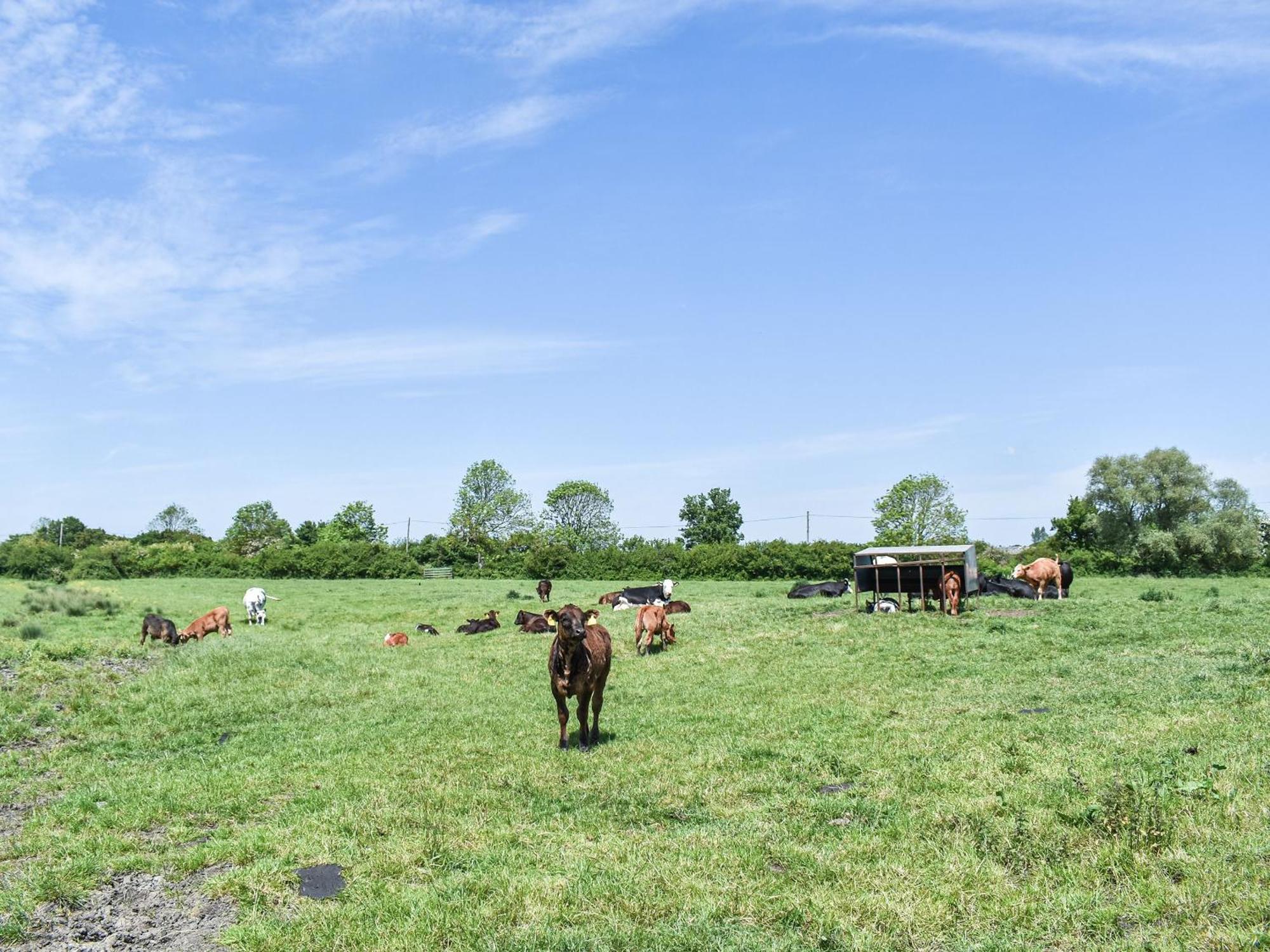 Green Acre Farm Ely Zewnętrze zdjęcie